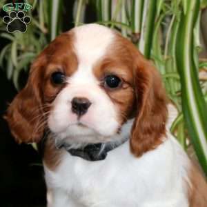 Petals, Cavalier King Charles Spaniel Puppy