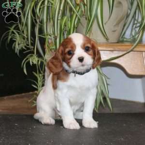 Petals, Cavalier King Charles Spaniel Puppy