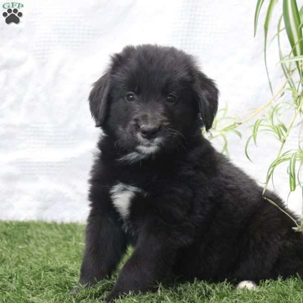 Peter, Bernese Golden Mountain Dog Puppy