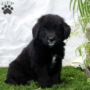 Peter, Bernese Golden Mountain Dog Puppy