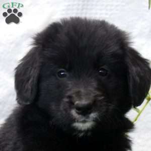 Peter, Bernese Golden Mountain Dog Puppy