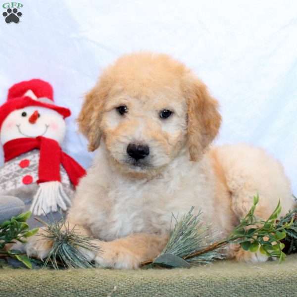 Peter, Goldendoodle Puppy