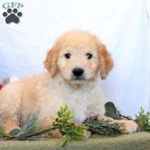 Peter, Goldendoodle Puppy