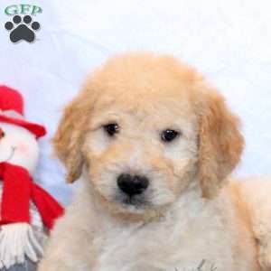 Peter, Goldendoodle Puppy