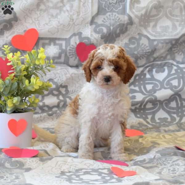 Petunia, Cockapoo Puppy