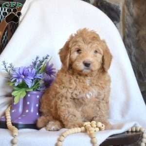 Petunia, Mini Goldendoodle Puppy