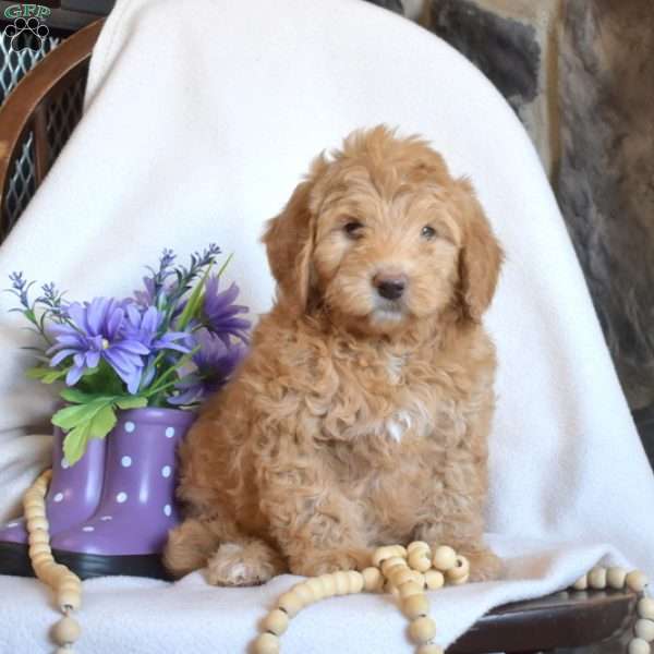 Petunia, Mini Goldendoodle Puppy