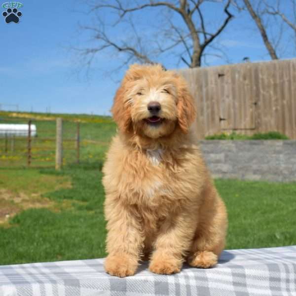 Petunia, Mini Goldendoodle Puppy