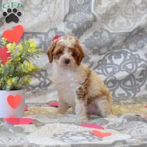 Petunia, Cockapoo Puppy