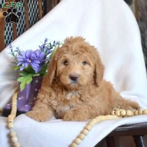 Petunia, Mini Goldendoodle Puppy