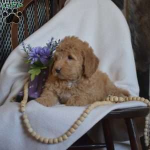 Petunia, Mini Goldendoodle Puppy