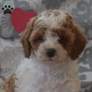 Petunia, Cockapoo Puppy