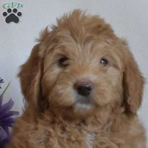 Petunia, Mini Goldendoodle Puppy