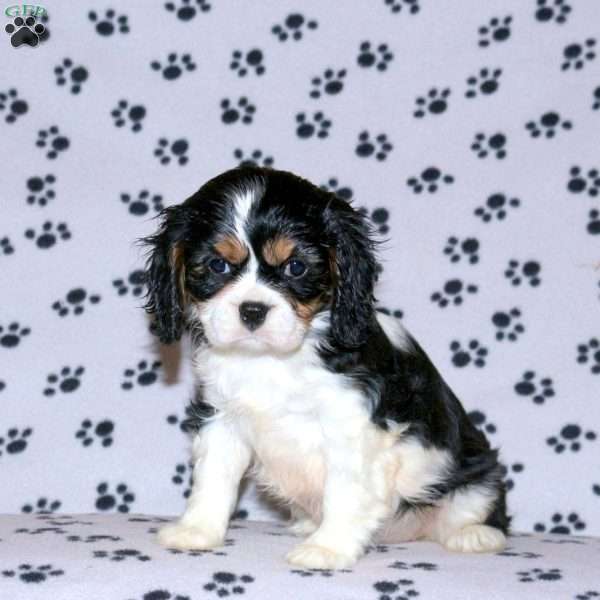 Peyton, Cavalier King Charles Spaniel Puppy