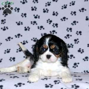 Peyton, Cavalier King Charles Spaniel Puppy