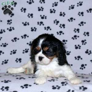 Peyton, Cavalier King Charles Spaniel Puppy