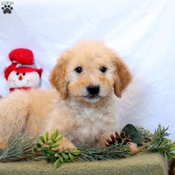 Philip, Goldendoodle Puppy