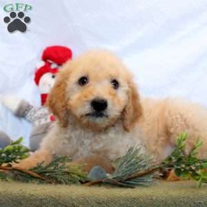 Philip, Goldendoodle Puppy