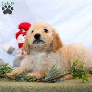 Philip, Goldendoodle Puppy