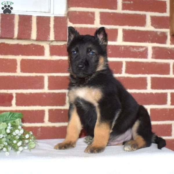 Phoenix, German Shepherd Puppy