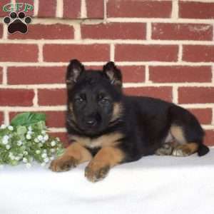 Phoenix, German Shepherd Puppy