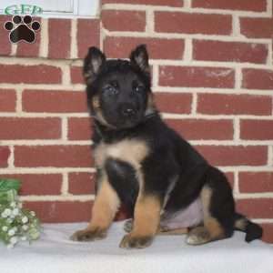 Phoenix, German Shepherd Puppy