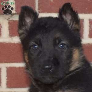 Phoenix, German Shepherd Puppy