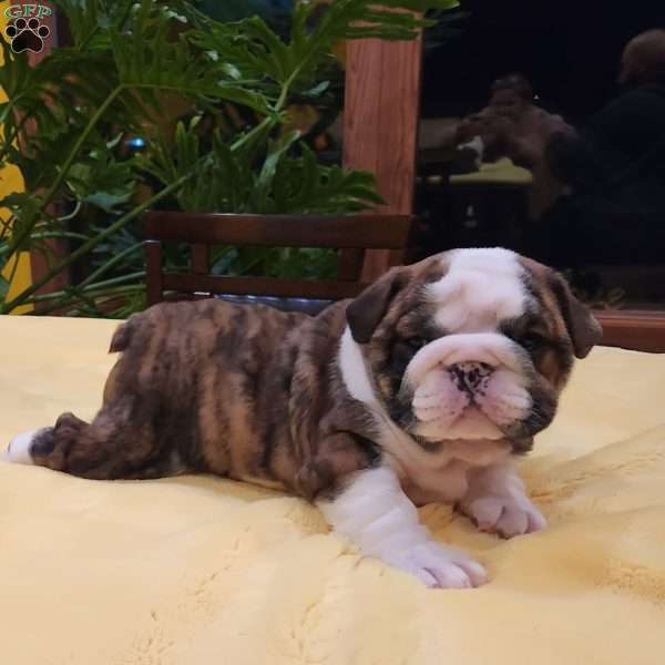 BRUNO JN, English Bulldog Puppy