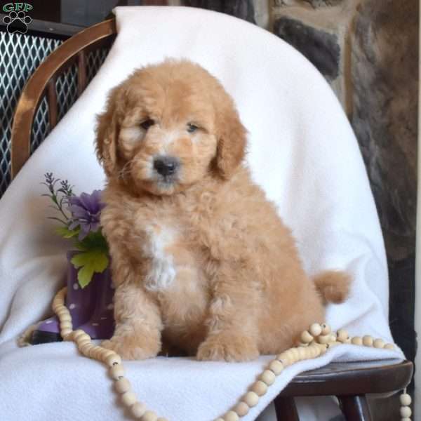 Pickles, Mini Goldendoodle Puppy