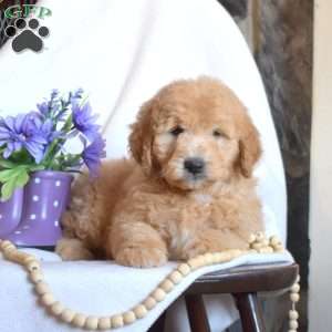 Pickles, Mini Goldendoodle Puppy