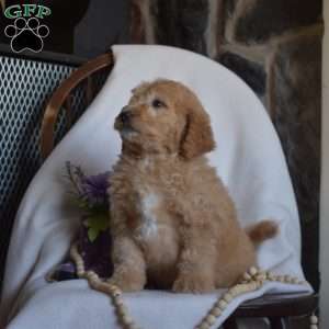 Pickles, Mini Goldendoodle Puppy