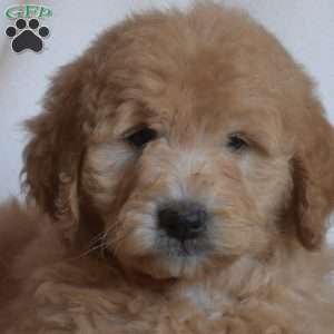 Pickles, Mini Goldendoodle Puppy