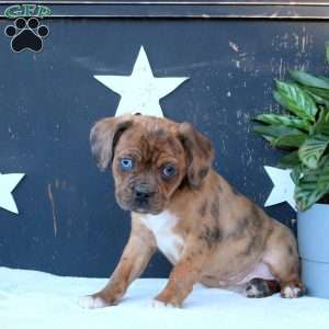 Pike, Boston Terrier Mix Puppy