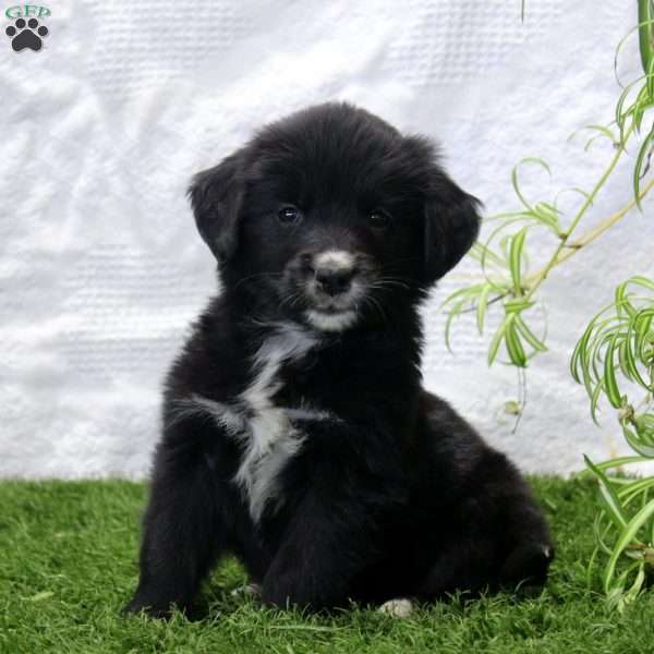 Piper, Bernese Golden Mountain Dog Puppy