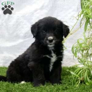 Piper, Bernese Golden Mountain Dog Puppy