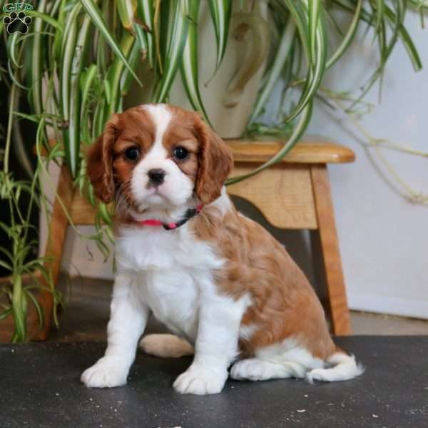 Piper, Cavalier King Charles Spaniel Puppy