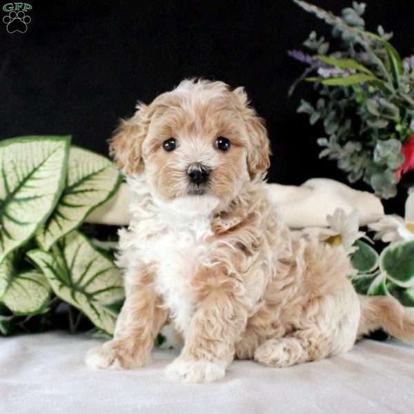 Piper, Maltipoo Puppy