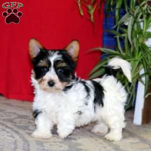 Piper, Biewer Terrier Puppy