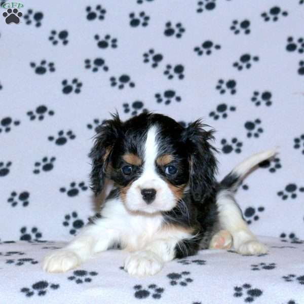 Pipin, Cavalier King Charles Spaniel Puppy