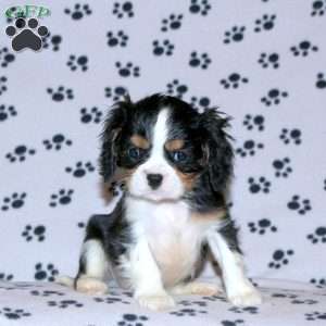 Pipin, Cavalier King Charles Spaniel Puppy