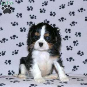 Pipin, Cavalier King Charles Spaniel Puppy