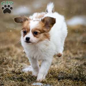 Pippi, Papillon Puppy