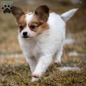 Pippi, Papillon Puppy