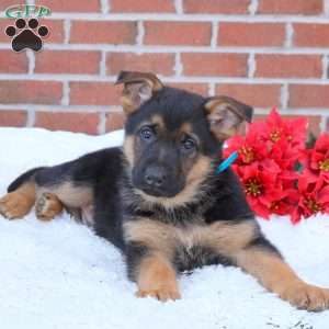 German Shepherd Puppies For Sale - Greenfield Puppies