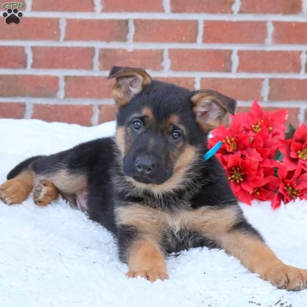 Pluto, German Shepherd Puppy