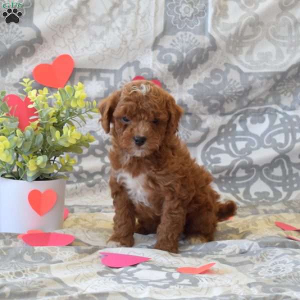 Pluto, Cockapoo Puppy