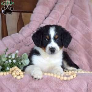 Pluto, Mini Bernedoodle Puppy