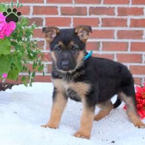 Pluto, German Shepherd Puppy