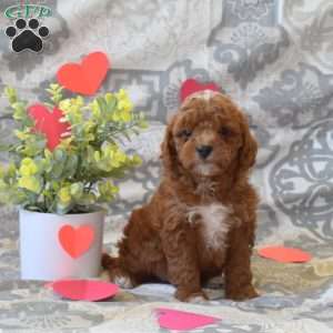 Pluto, Cockapoo Puppy