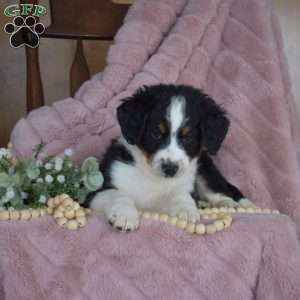 Pluto, Mini Bernedoodle Puppy